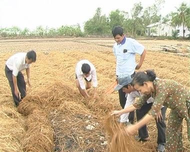Dong Thap farmers make fortune growing straw mushrooms - ảnh 1